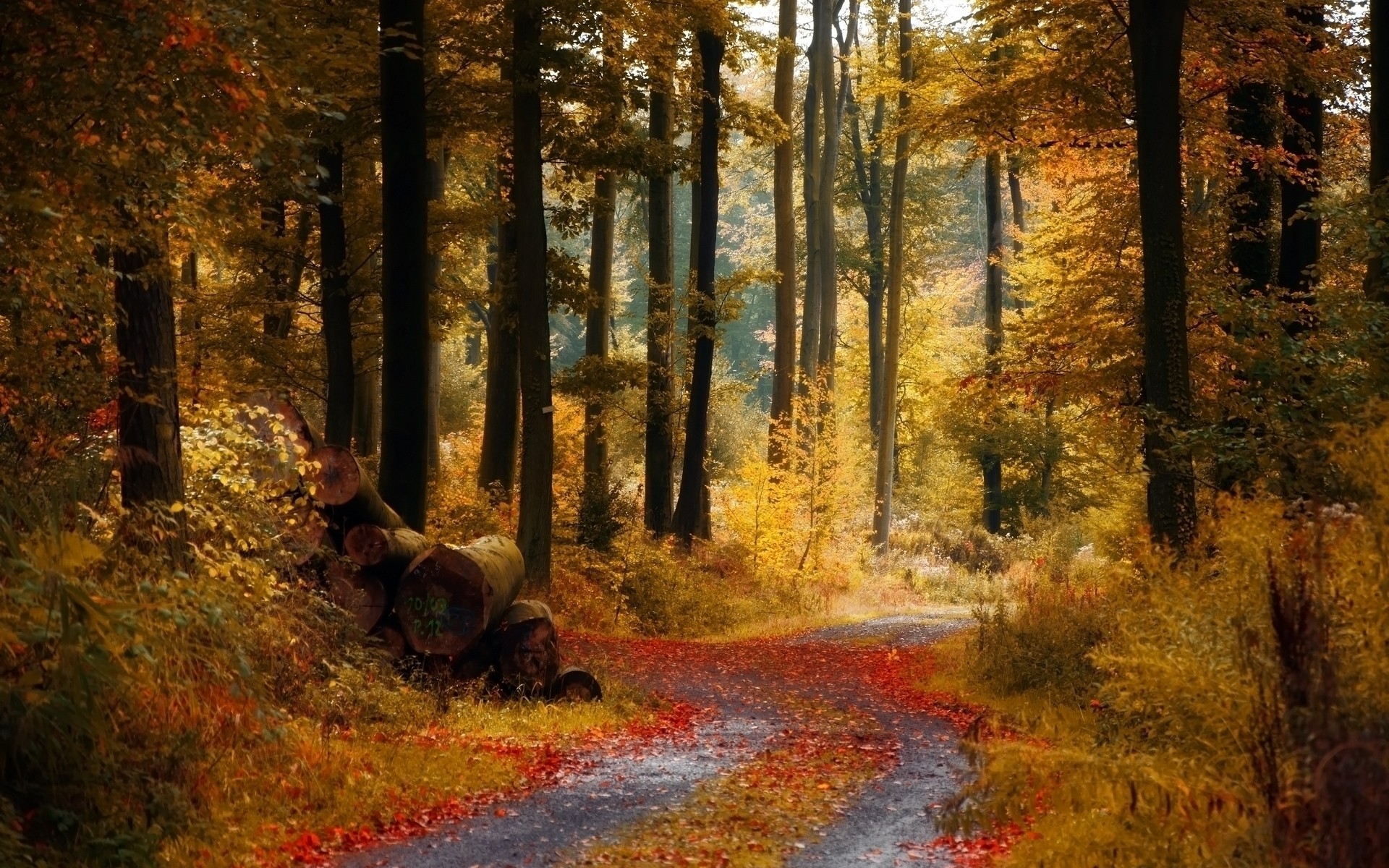 otoño otoño madera hoja árbol paisaje parque escénico luz del día carretera medio ambiente naturaleza al aire libre guía arce luz temporada