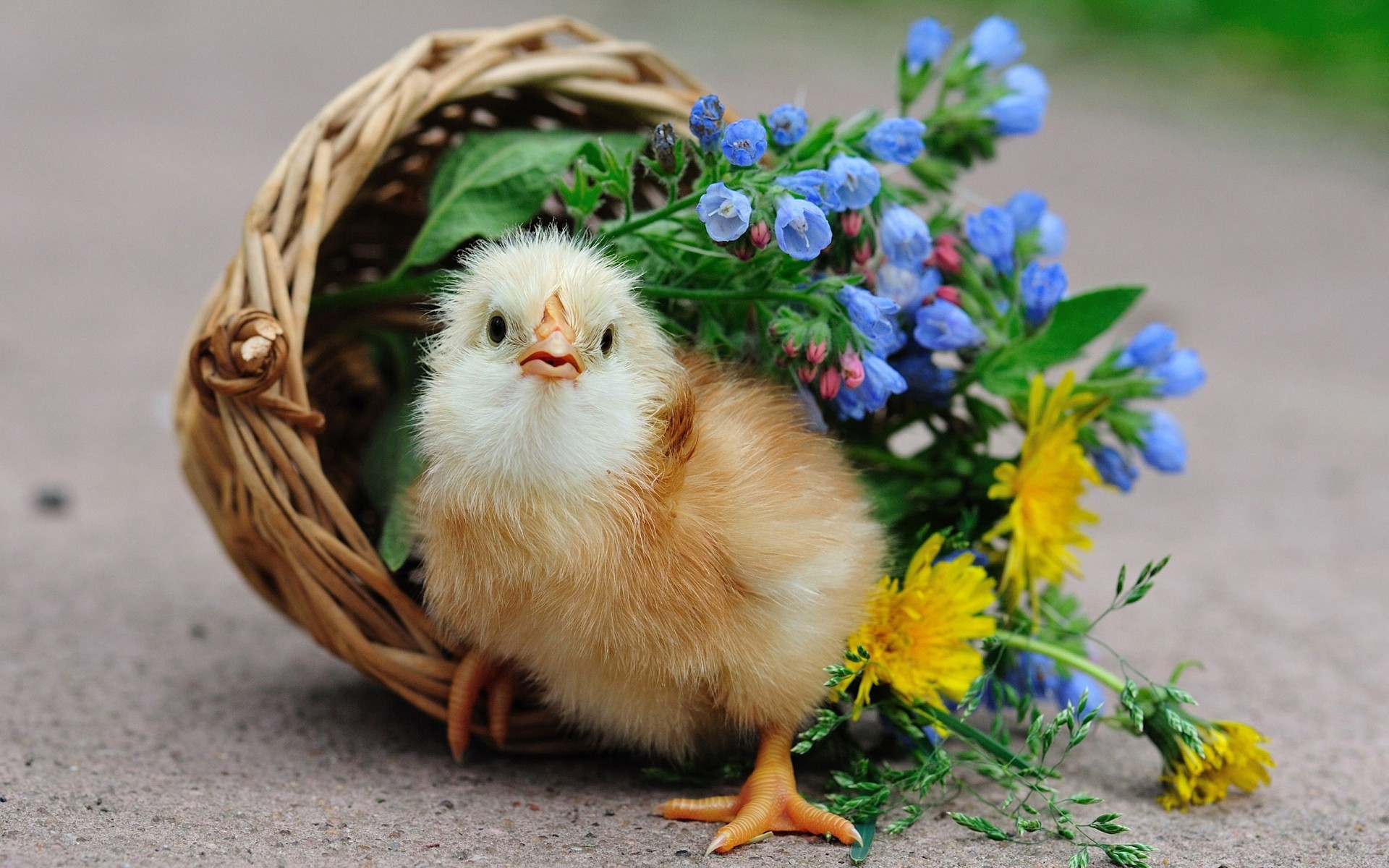 küken ostern natur korb niedlich wenig gras huhn