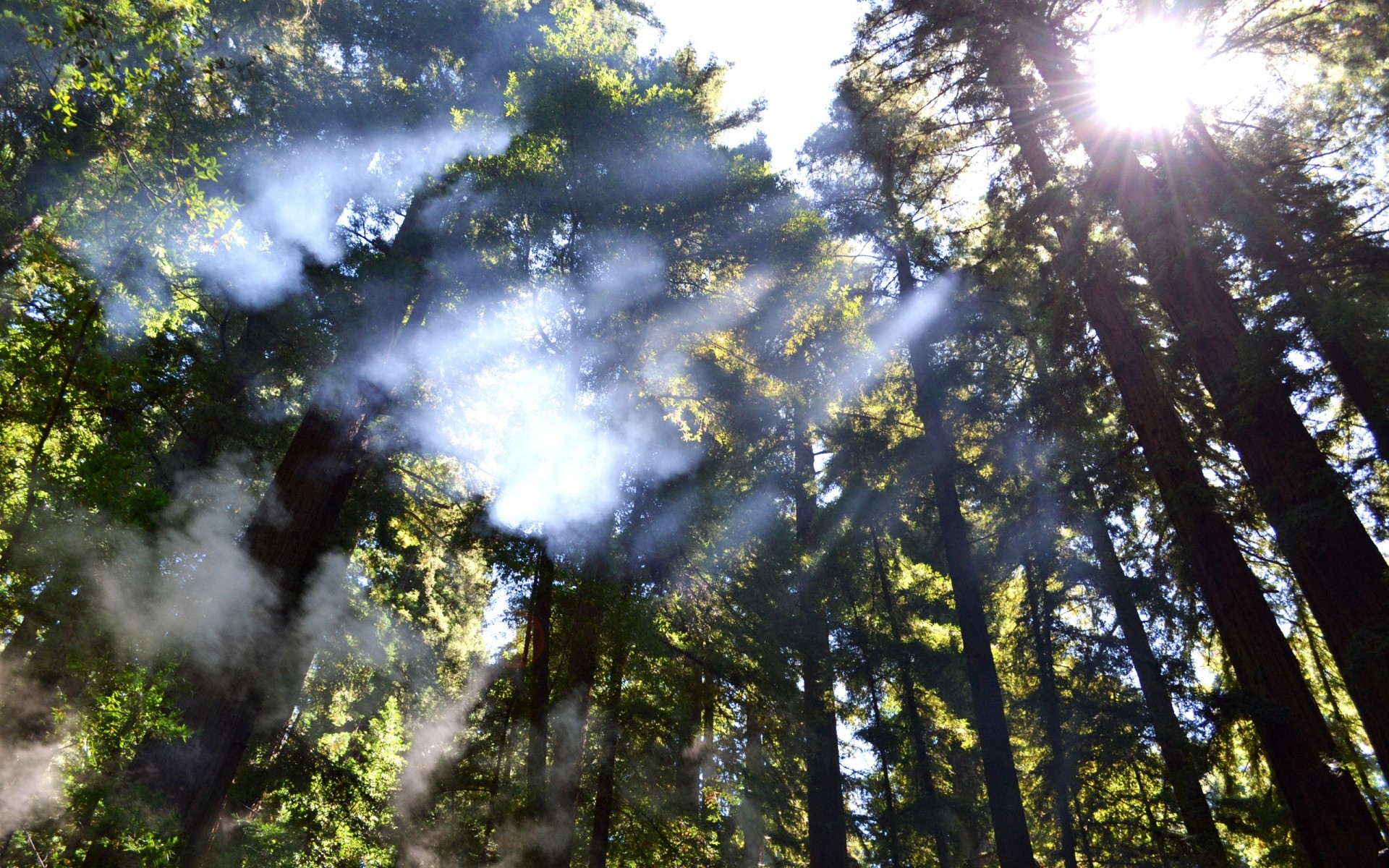 landschaft holz natur gutes wetter baum sonne landschaft blatt im freien nebel dämmerung park nebel hell üppig sanbim sommer umwelt licht bäume rauch