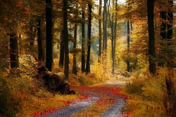 The forest in autumn in yellow foliage