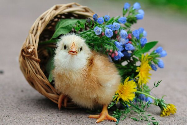 Huhn in einem Weidenkorb mit Blumen