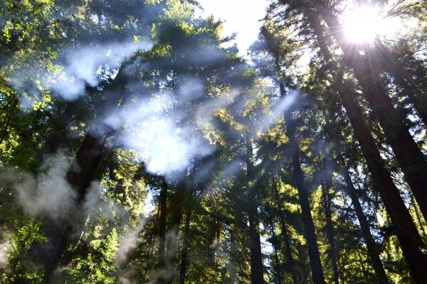 Foto di corone di alberi con il bel tempo