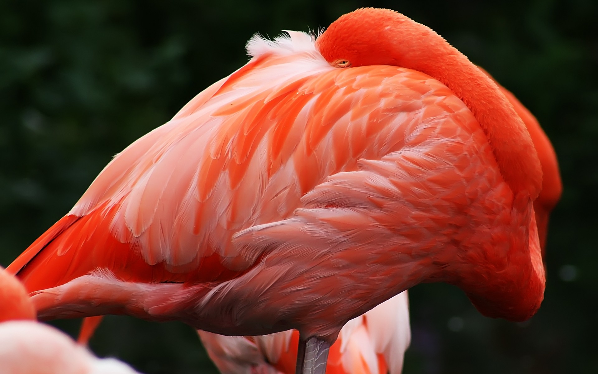 flamingo oiseau nature zoo faune plume bec à l extérieur couleur aile animal exotique oiseaux unique portrait avian