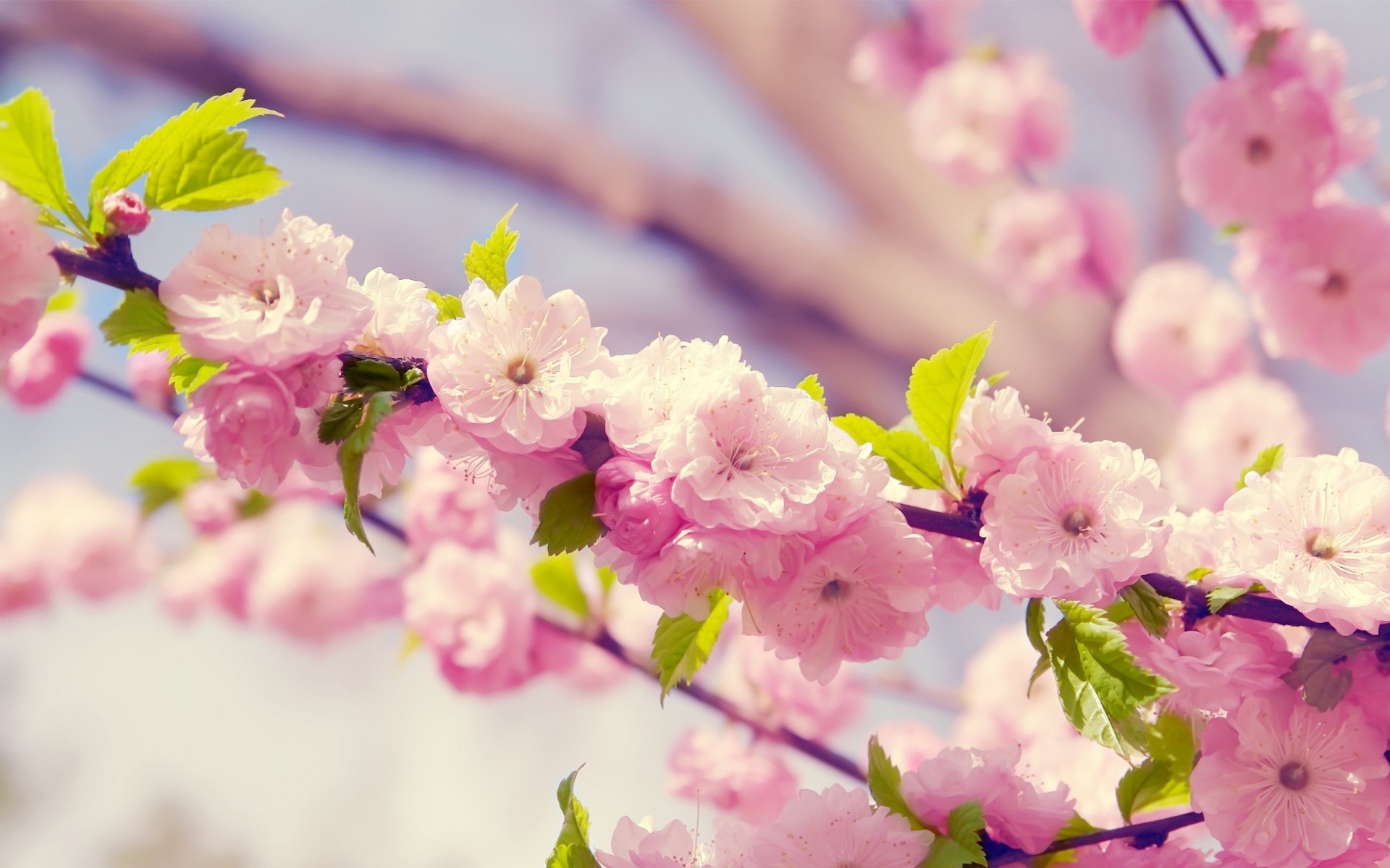 flowers flower nature flora cherry garden petal branch floral blooming leaf tree summer season color close-up beautiful easter bud growth