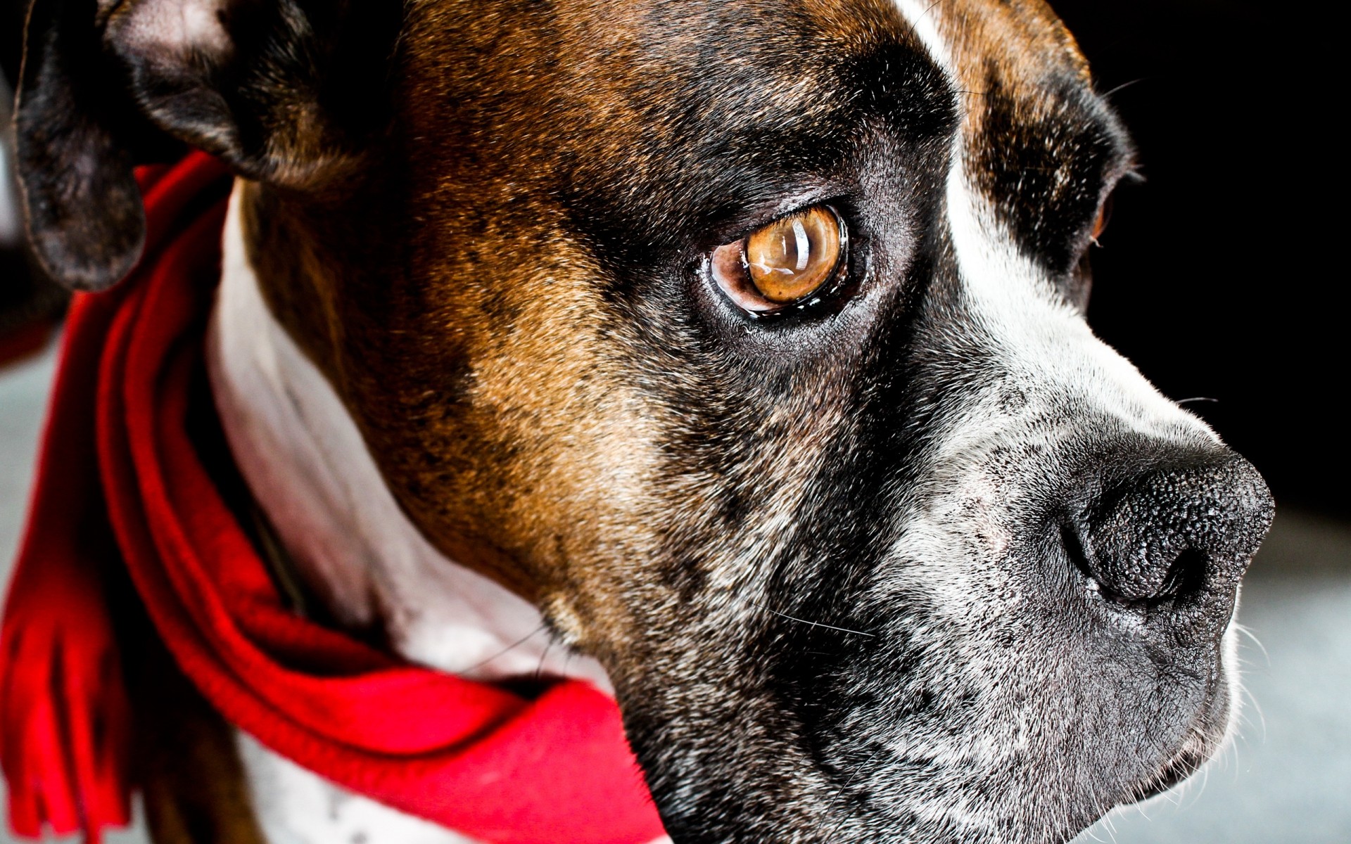 dogs dog canine pet mammal cute portrait animal puppy sit adorable boxer looking breed studio alert domestic funny terrier purebred