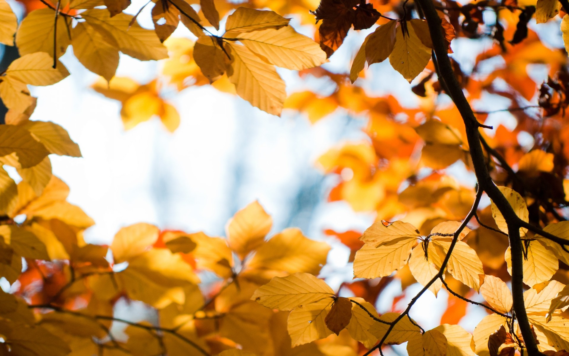 autumn fall leaf season tree nature branch bright maple fair weather outdoors flora color gold sun park blur growth