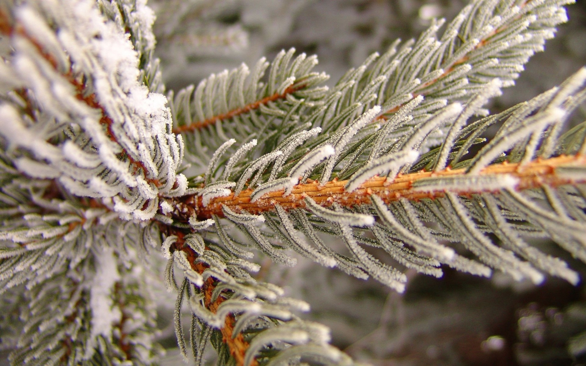 plantas inverno natal pinheiro agulhas árvore temporada evergreen abeto natureza geada ramo abeto coníferas decoração coníferas cone neve férias close-up