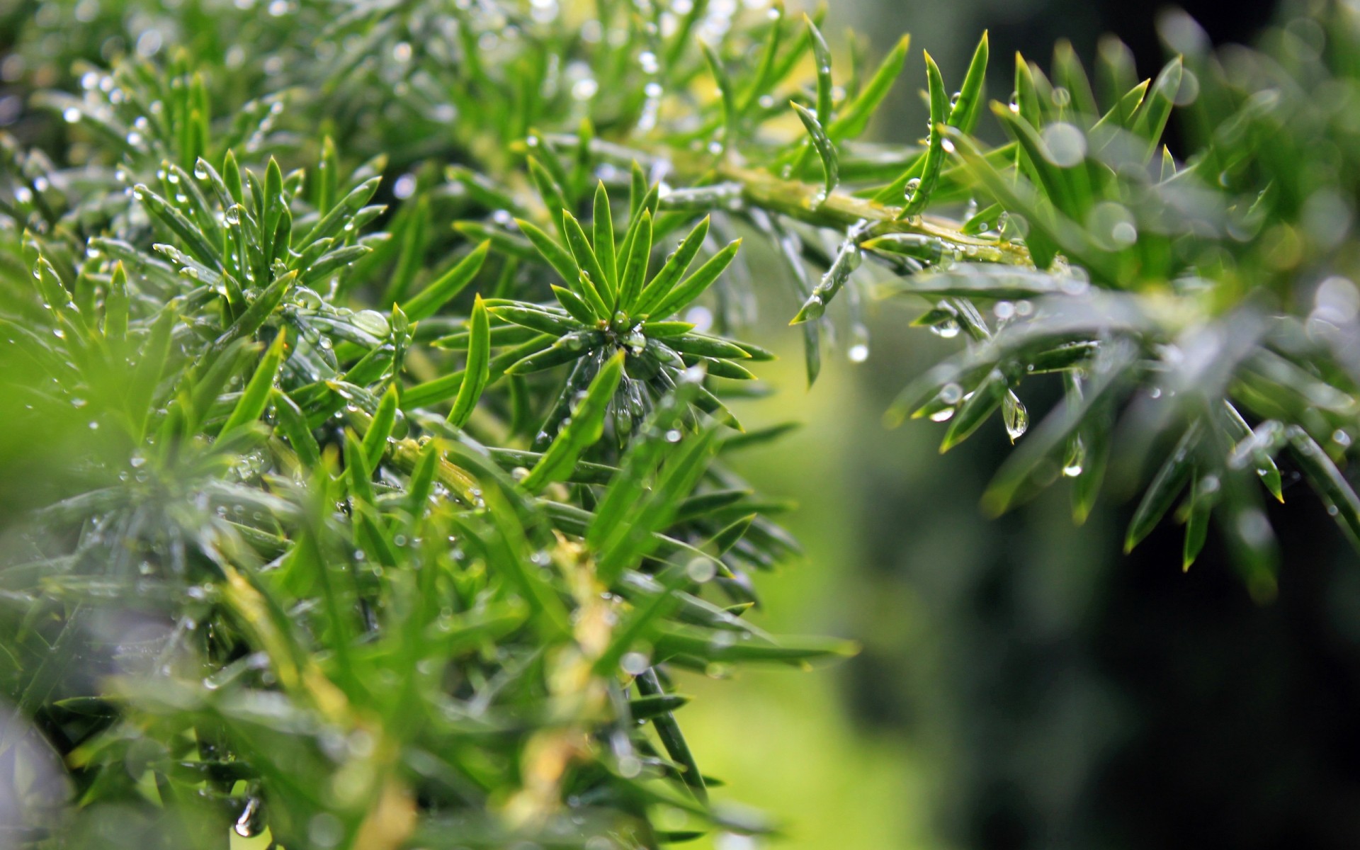 plants nature leaf flora grass summer close-up growth lush freshness garden environment branch bright season tree outdoors rain drop dew pine