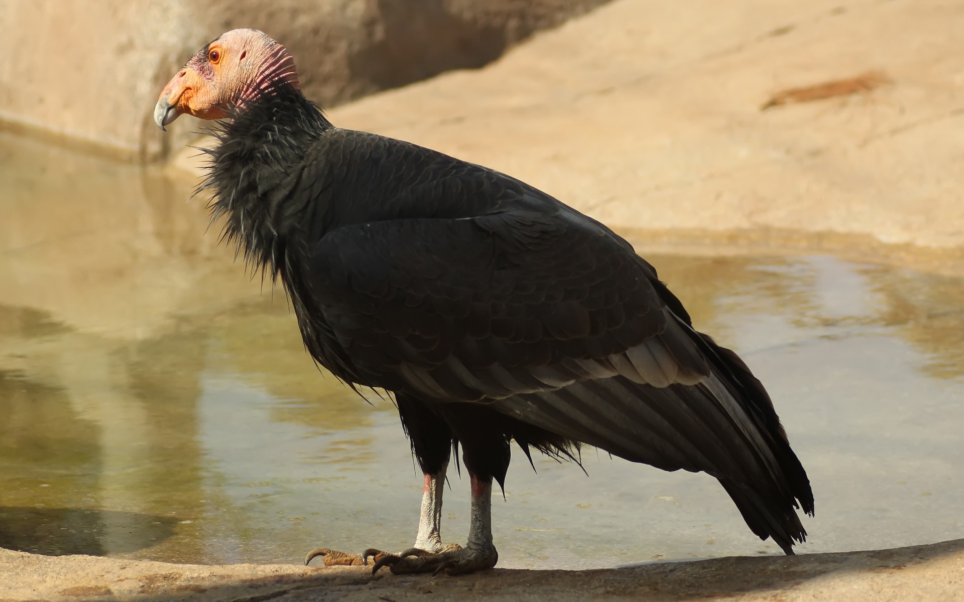 aves pássaro vida selvagem raptor natureza animal selvagem ao ar livre bico pena abutre águia