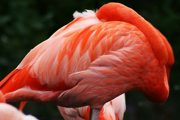 Pink Flamingo Sunset Child