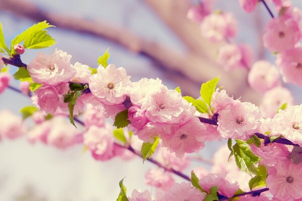 Fleurs de cerisier en fleurs