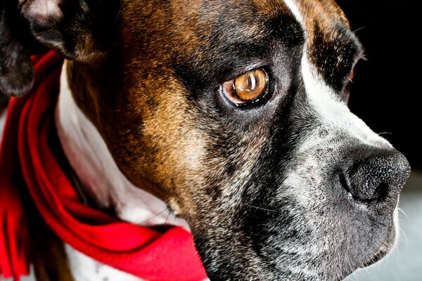 Sad dog in a red scarf