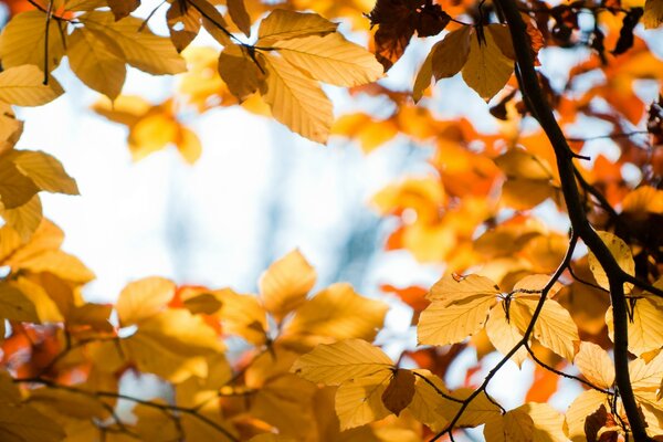 Arbre d automne avec des feuilles jaunes