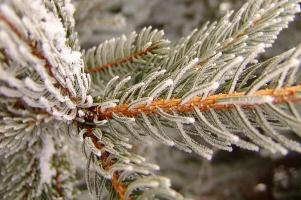 Ramo di pino inoso in inverno gelido