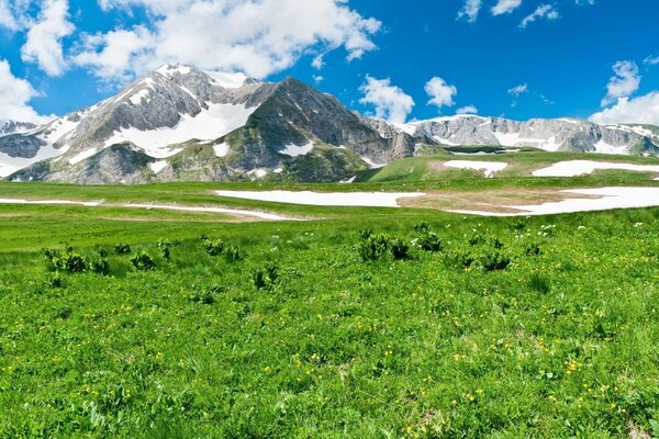 المروج الخضراء على خلفية الجبال المغطاة بالثلوج