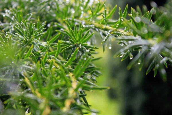 Gotas de rocío en las ramas del árbol