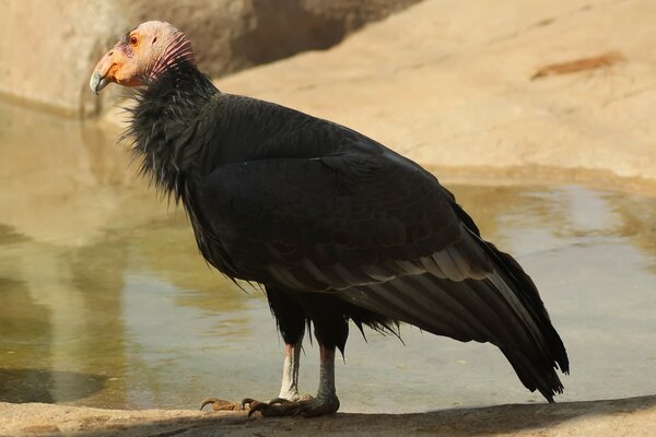 Raptor bird stands by the water