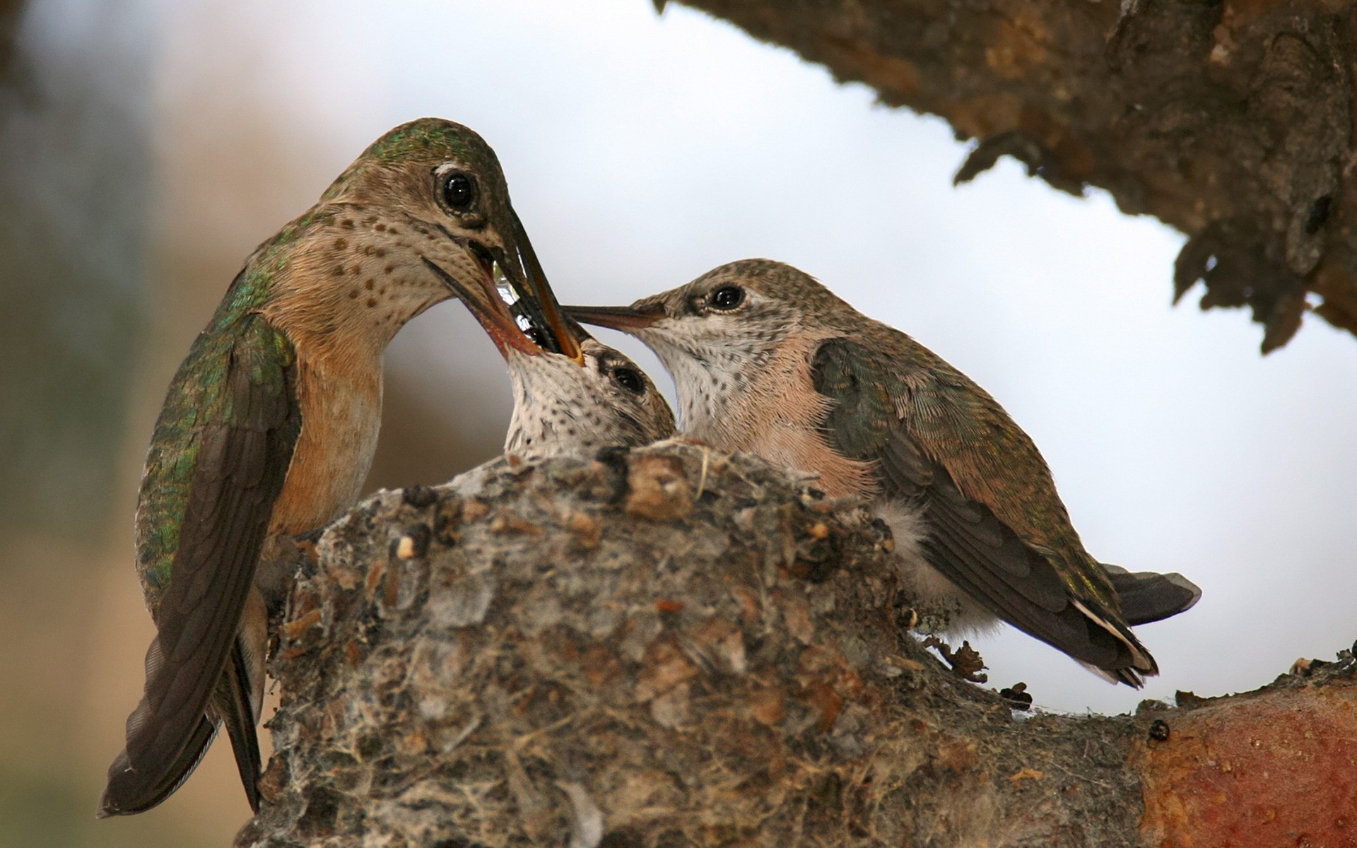 uccelli uccello della fauna selvatica natura nido avian animale all aperto becco piuma selvaggio luce del giorno ornitologia albero ala singolo