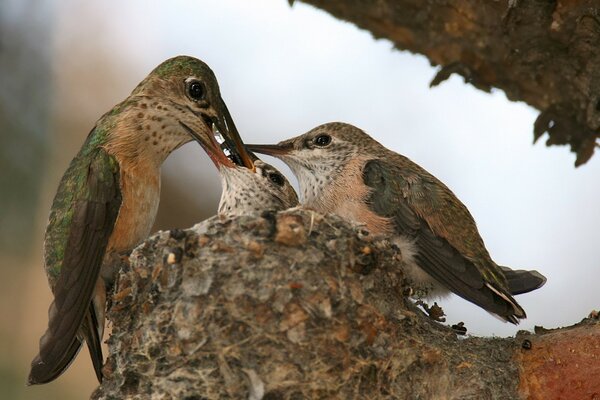 The birds in the nest are feeding the chick