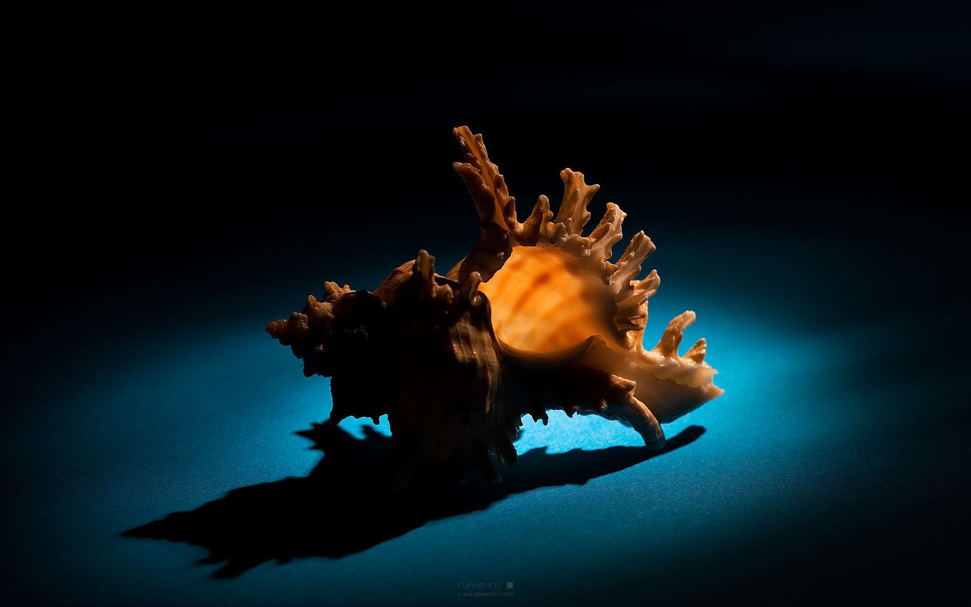 раковины раковина море