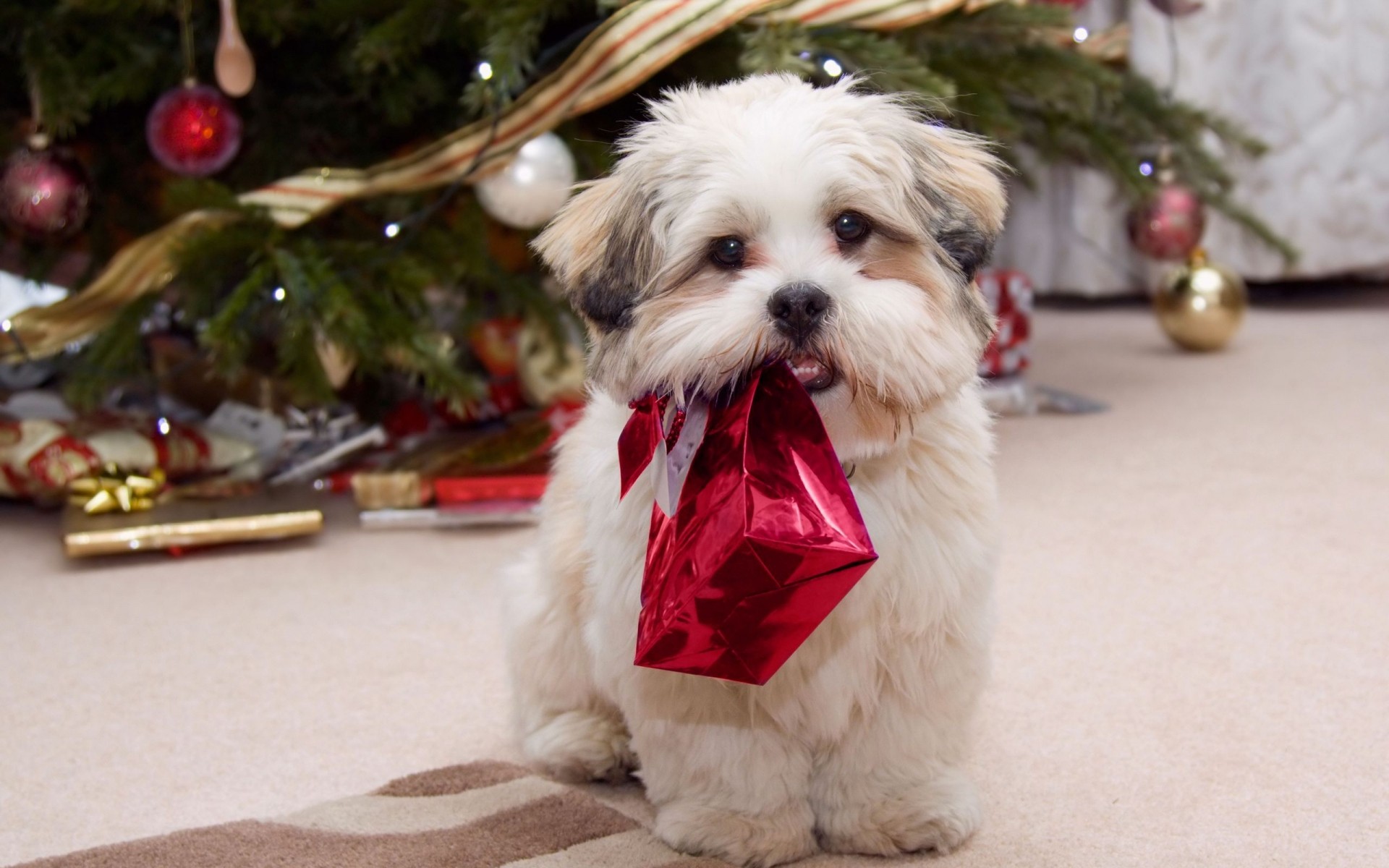 christmas mammal dog pet fur portrait cute little animal sit canine gift tree globes