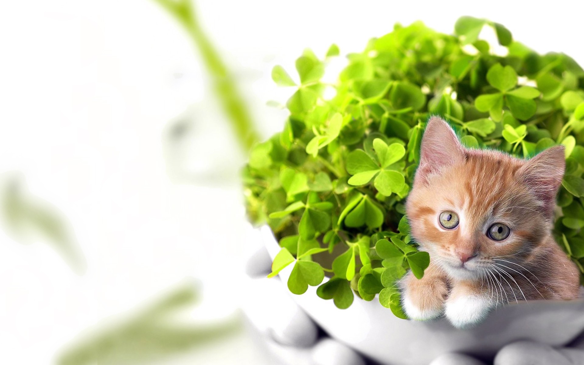 cats desktop nature young cute little leaf animals photo