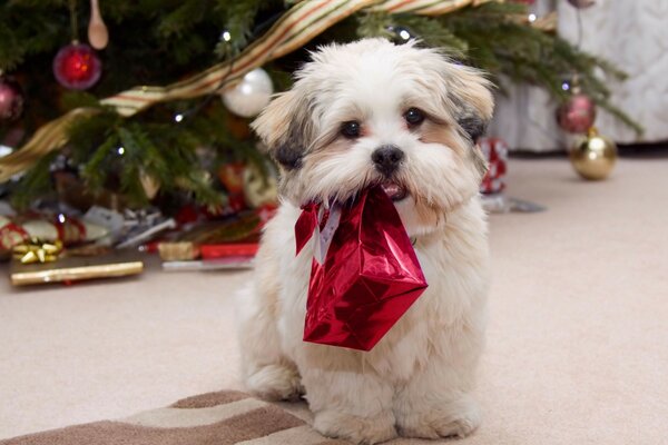 A beautiful puppy with a gift for Christmas