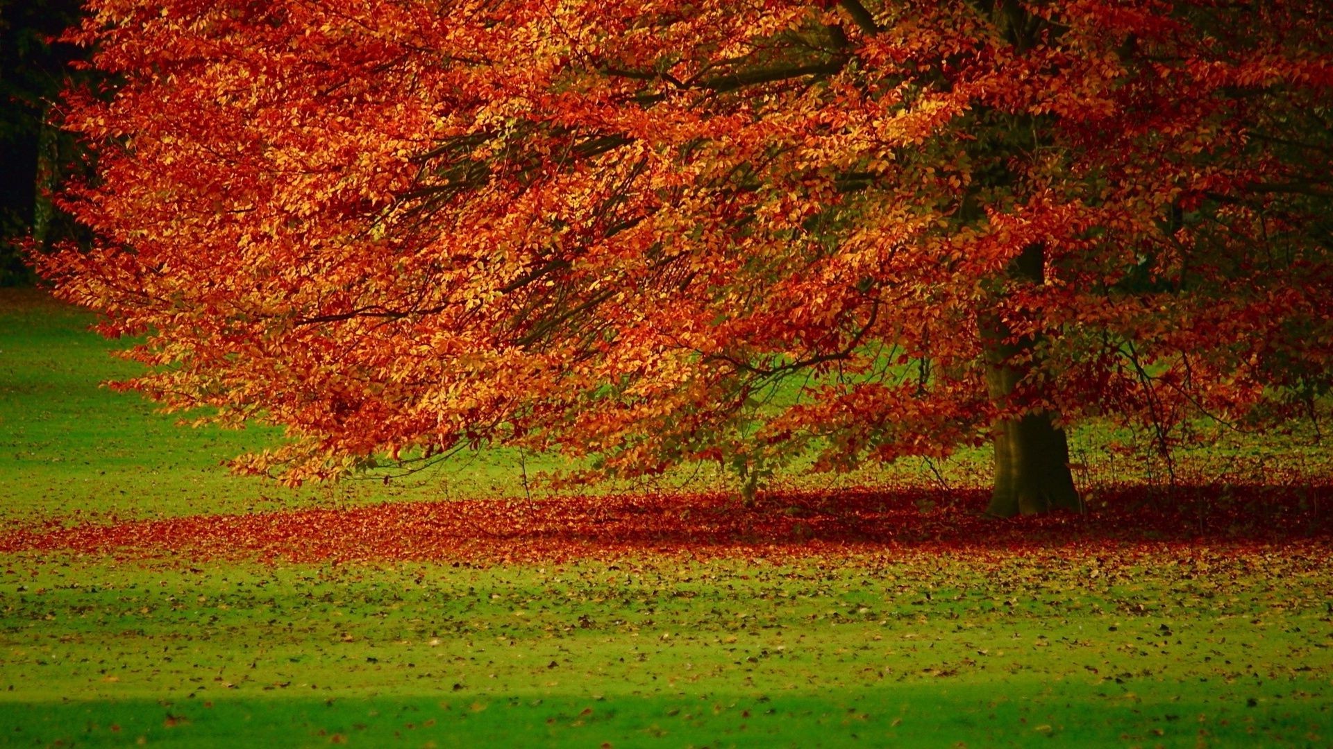 árvores outono folha árvore paisagem temporada natureza cor rural brilhante desktop campo madeira parque ao ar livre