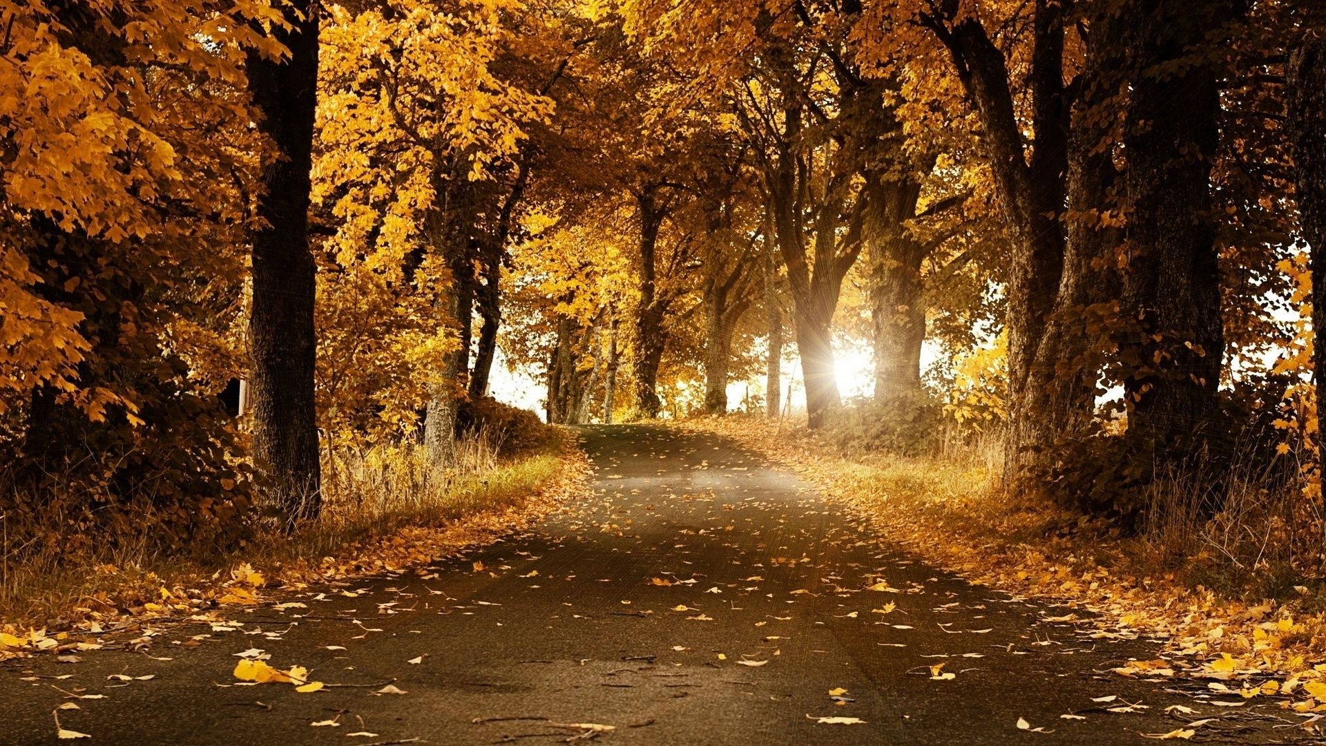 the sunset and sunrise fall leaf tree road wood landscape park nature guidance outdoors alley mist fog dawn gold
