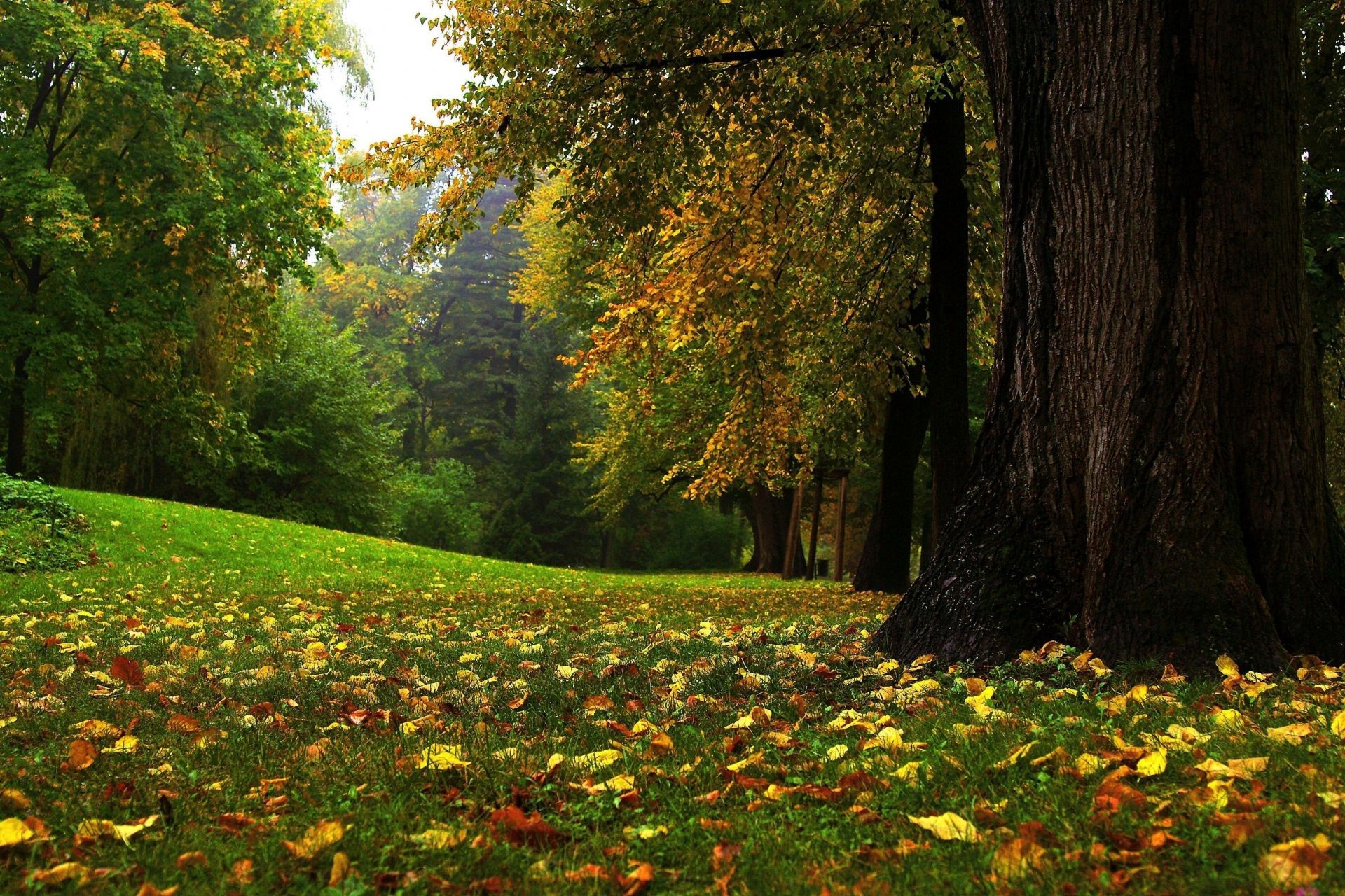 leaves tree wood leaf park landscape nature fall outdoors maple scenic environment fair weather