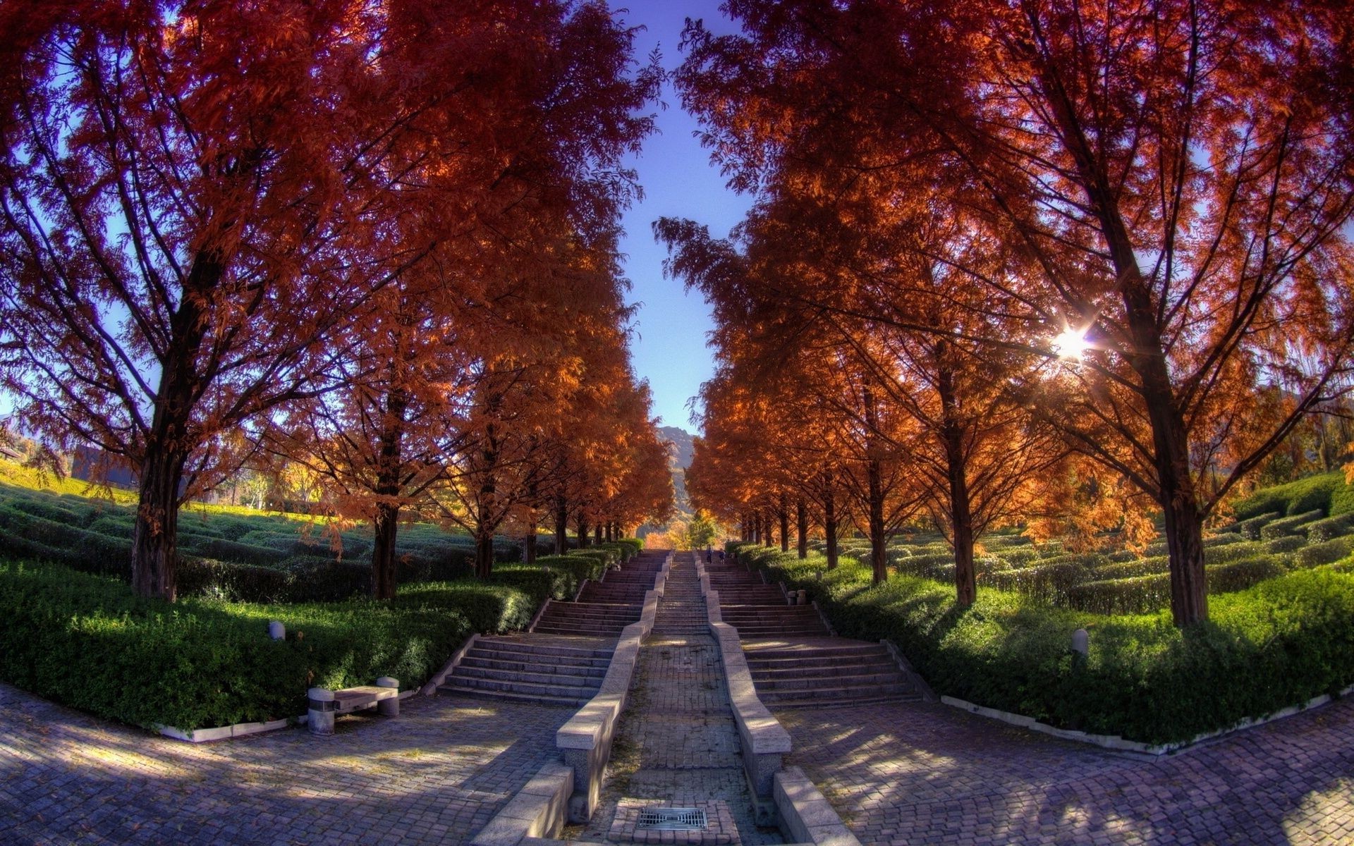 autumn tree fall guidance leaf road park wood landscape outdoors nature fair weather scenic season dawn footpath rural alley countryside perspective