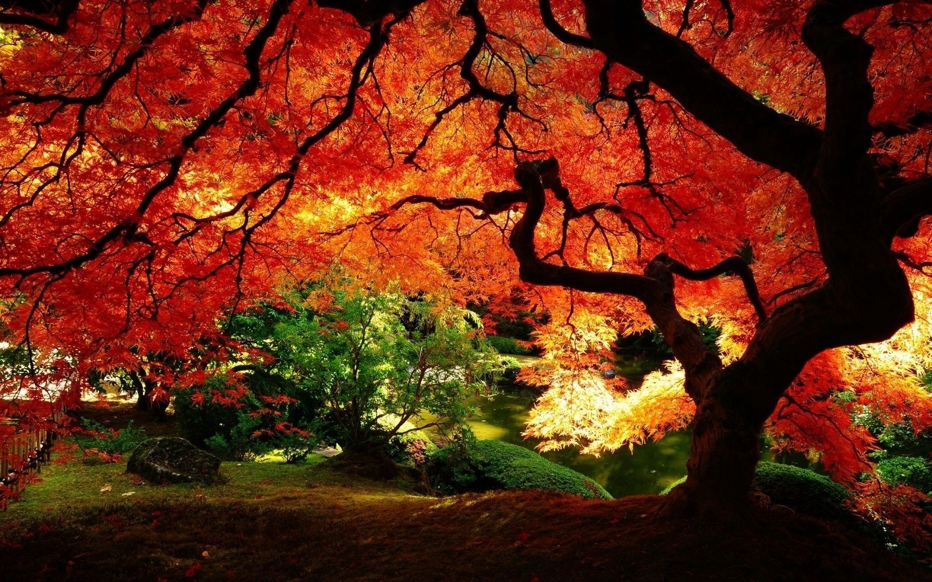 herbst herbst blatt holz ahorn park hintergrundbeleuchtung holz landschaft im freien natur üppig saison dämmerung