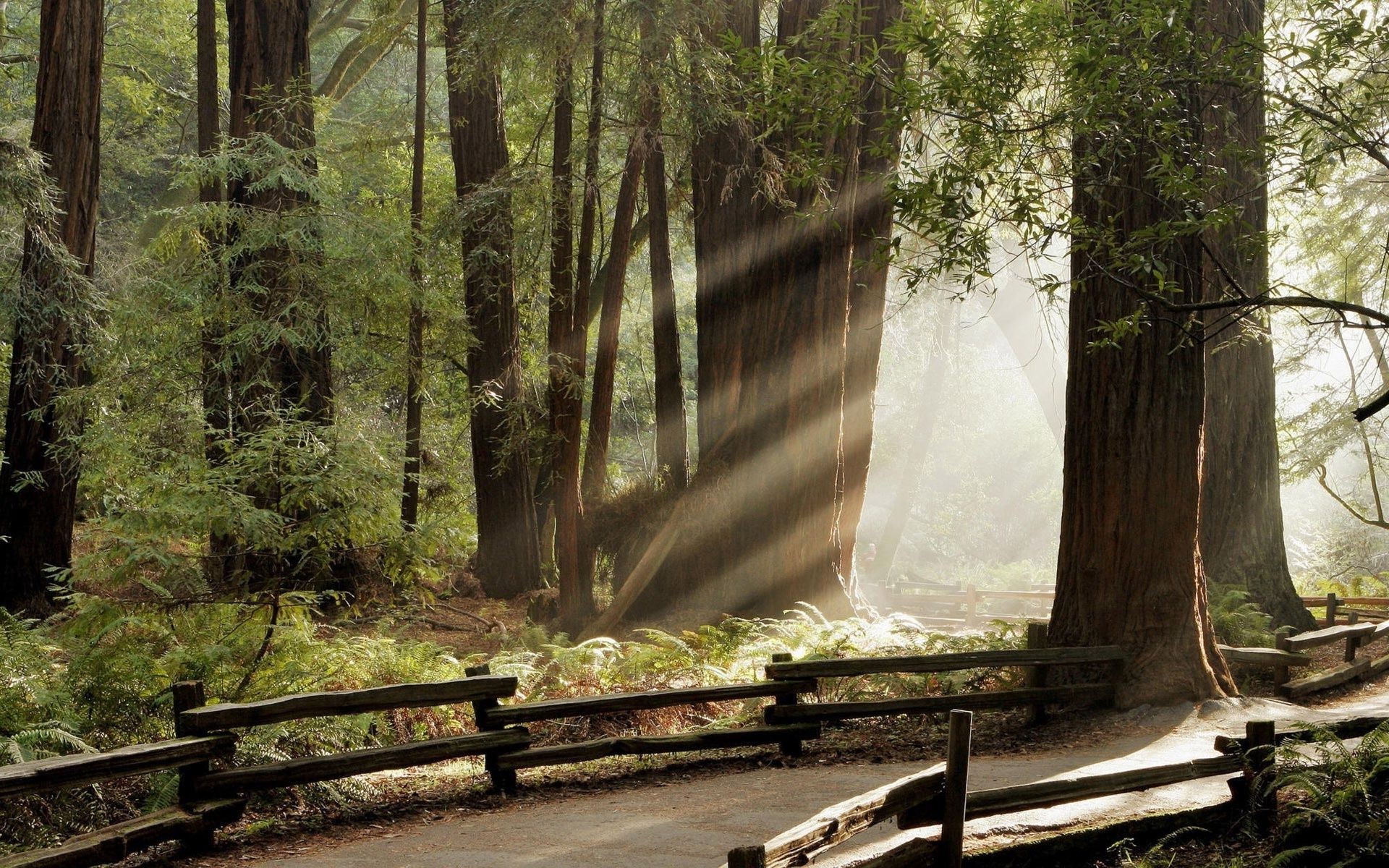 carretera madera árbol naturaleza paisaje hoja parque luz al aire libre guía viajes niebla otoño medio ambiente