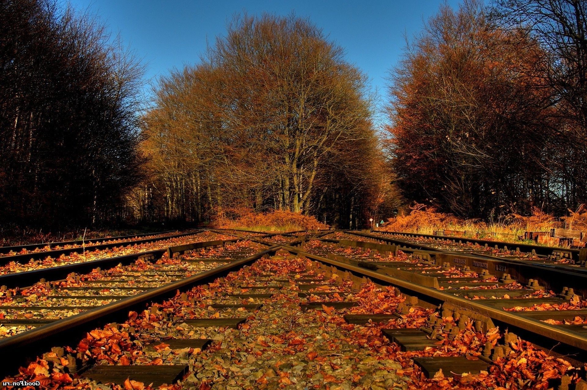 automne automne arbre manuel feuille route à l extérieur hiver perspective saison voyage paysage