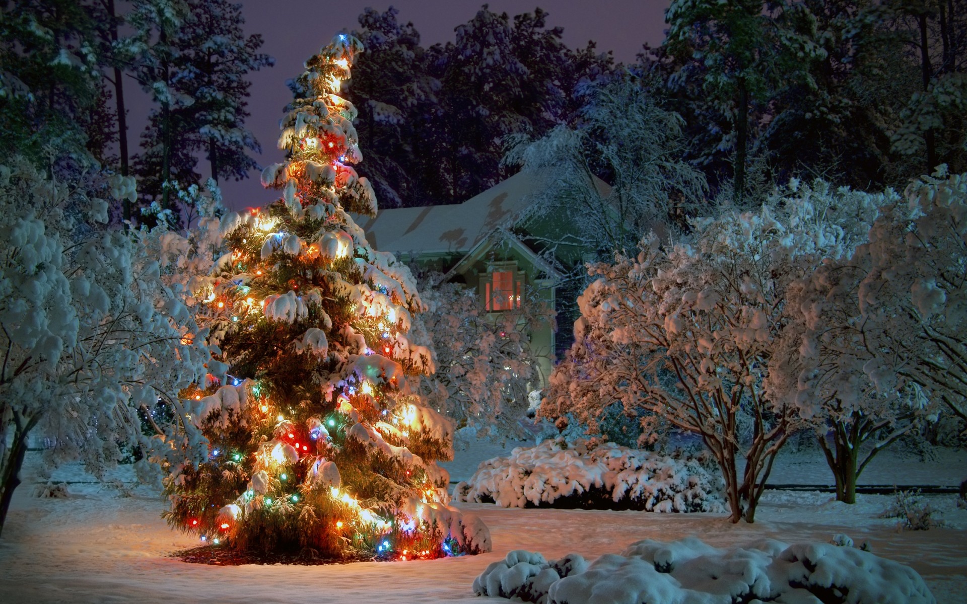 christmas tree winter snow outdoors landscape travel christmas lights celebration