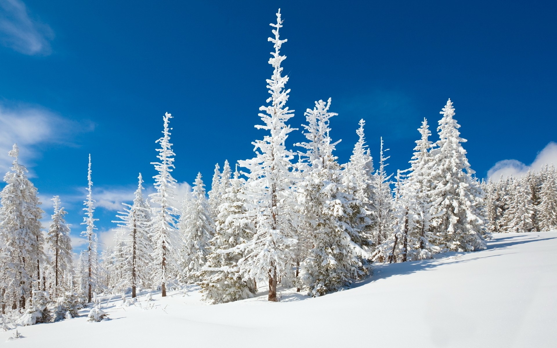 hiver neige froid gel bois congelés saison glace arbre montagnes neigeux météo paysage sapin scénique épinette evergreen poudre nature beau temps hiver fonds d écran hd