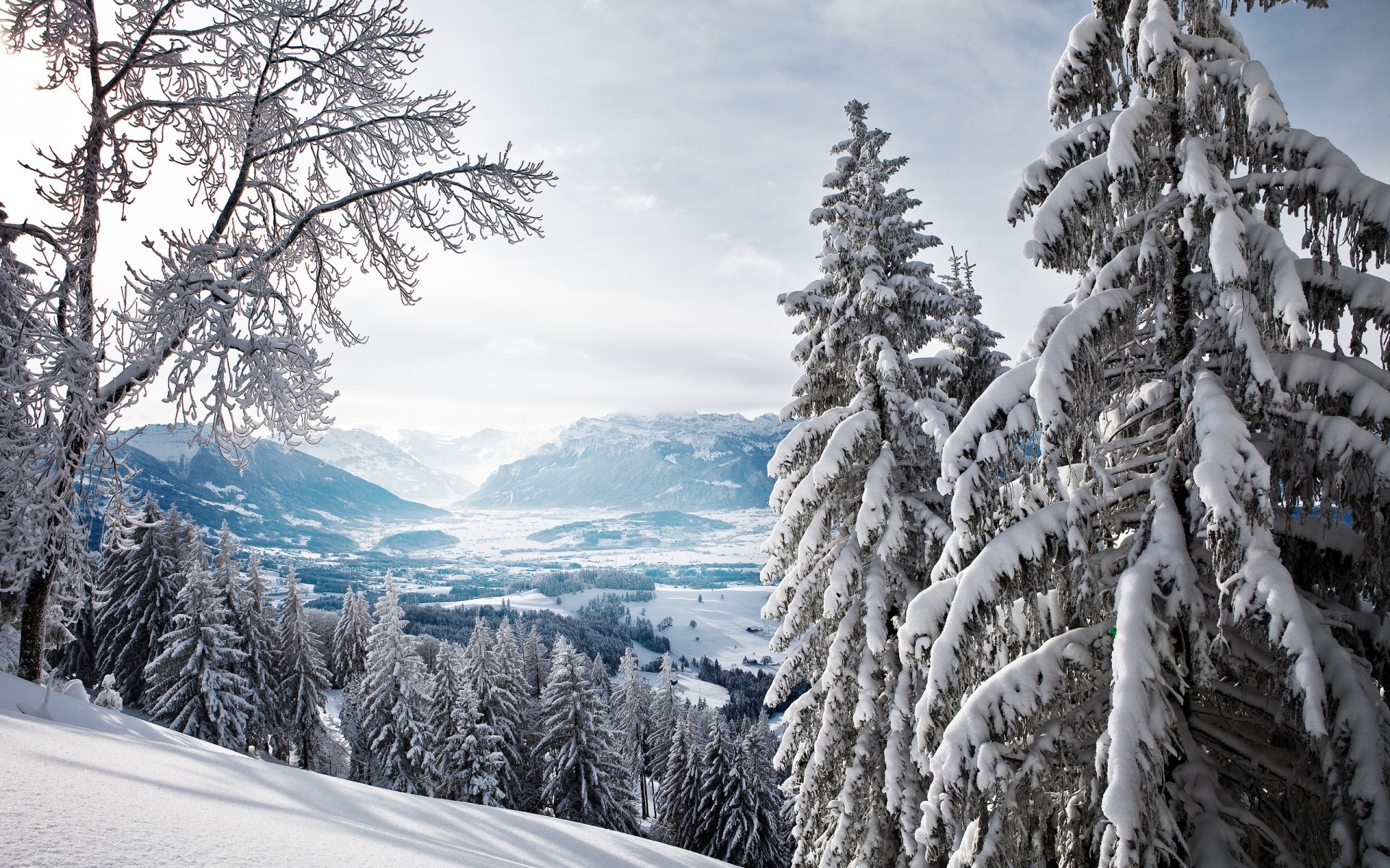 winter snow wood cold mountain tree frost scenic landscape season ice fir frozen snowy evergreen pine spruce nature conifer winter wallpaper forest mountains