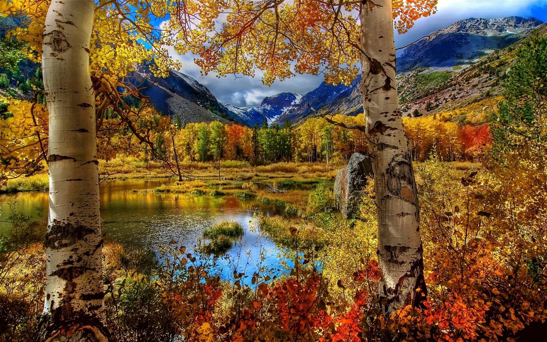 sonbahar sonbahar yaprak ağaç ahşap doğa manzara açık havada sezon park doğal şube huş ağacı manzara flora çevre gökyüzü su güzel hava ağaçlar dağlar