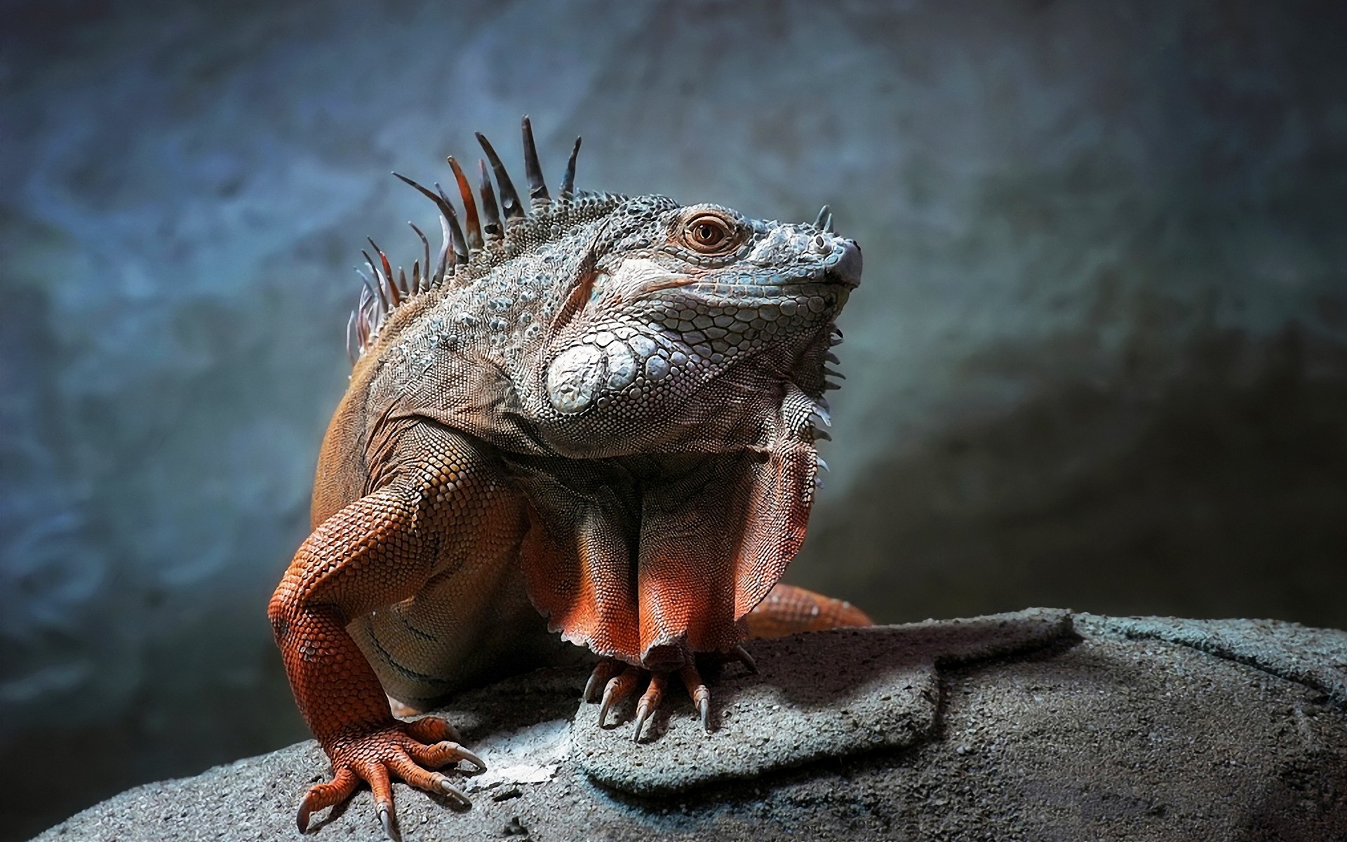 rettili e rane lucertola gazoo fauna selvatica natura animale tropicale drago zoo selvaggio ritratto esotico oceano uno mare iguana