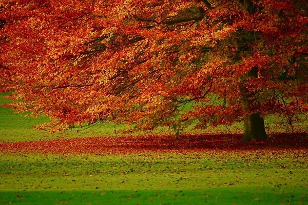 Autumn photo of a tree in a field