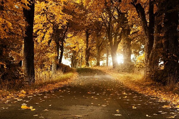 Feuilles d automne sur le chemin de la forêt