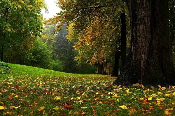 Feuilles mortes des arbres dans le parc