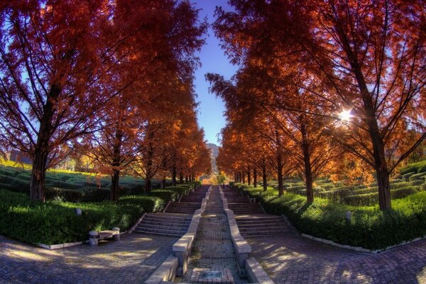 Beautiful landscape of the autumn park