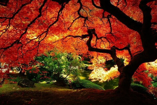 Un gran árbol de otoño en el bosque