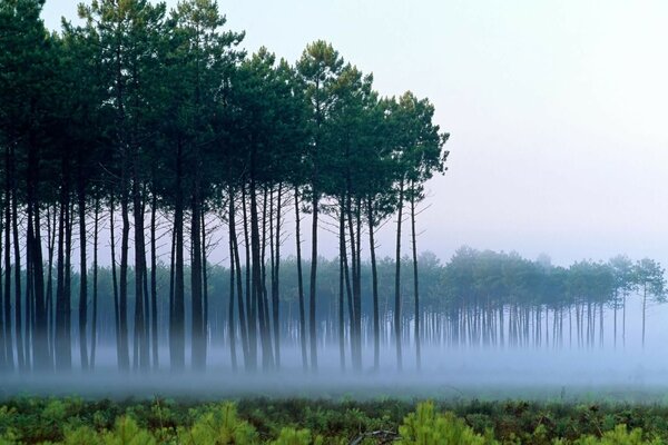 Bäume auf dem Hintergrund des Wassers im trüben Nebel