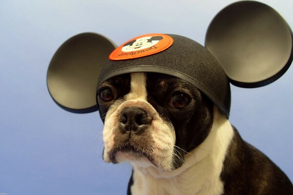 El perro con orejas de Mickey mouse se enfurece