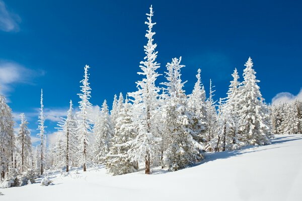 Frosty morning in the winter forest in the mountains