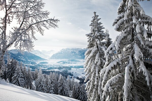 Snow-covered fir trees in the mountains in winter