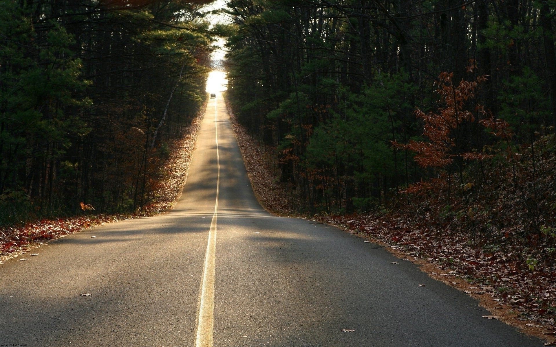 carretera guía naturaleza madera árbol paisaje hoja perspectiva otoño al aire libre asfalto