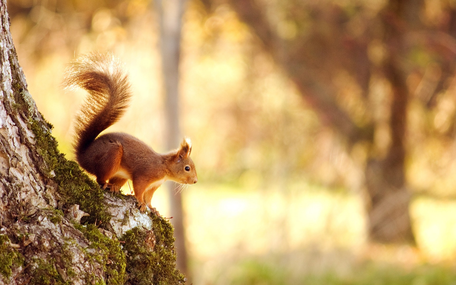 animals squirrel tree nature wood rodent mammal nut wildlife outdoors fall fur cute park wild bushy chipmunk animal